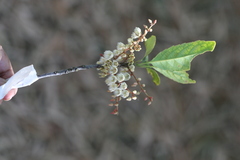 Elaeocarpus serratus